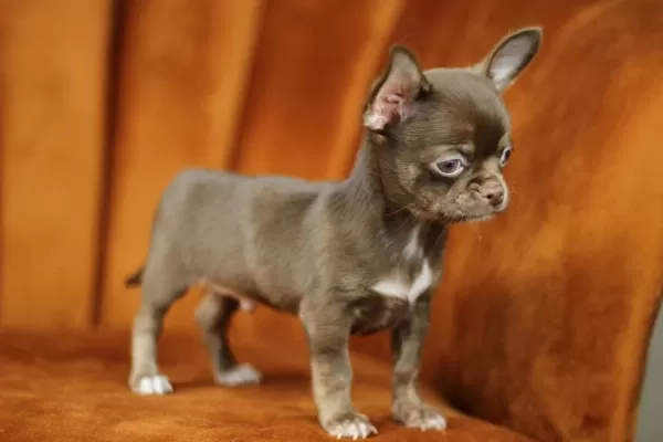 Egzotic Teacup Chihuahua