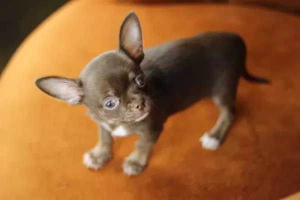 Egzotic Teacup Chihuahua