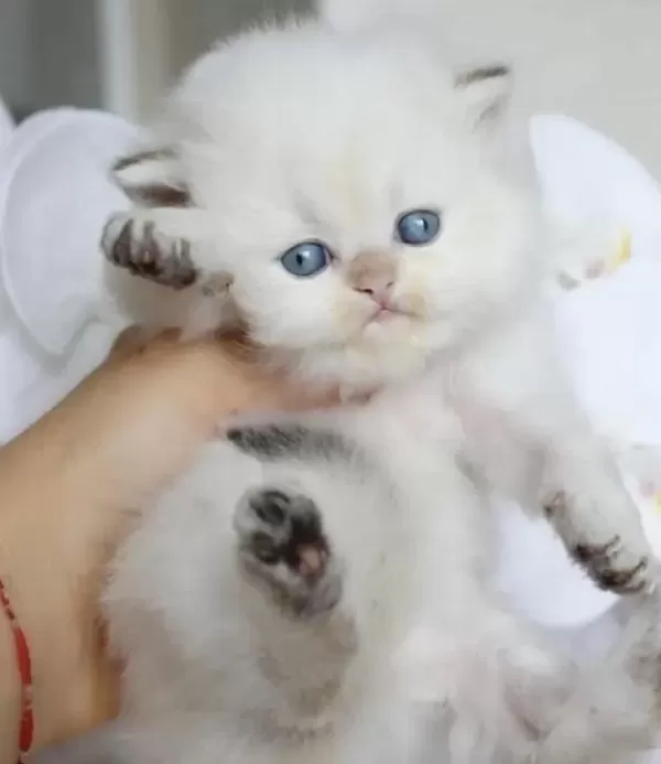 British Longhair Kedisi