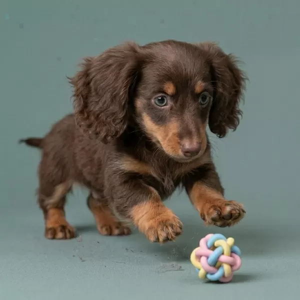 Longhair Chocolate Tan Dachshund Sosis Aşili