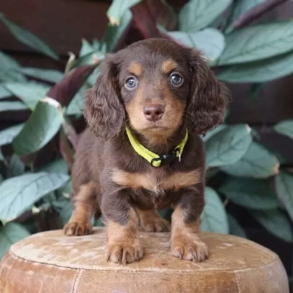 Longhair Chocolate Tan Dachshund Sosis Aşili