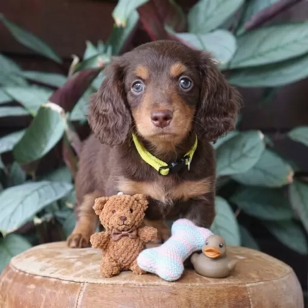 Longhair Chocolate Tan Dachshund Sosis Aşili