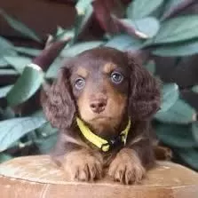 Longhair Chocolate Tan Dachshund Sosis Aşili