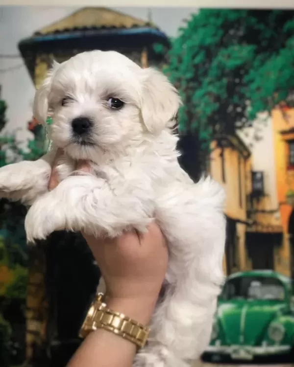 Kore Kan Maltese Terrier Yavrualrimiz