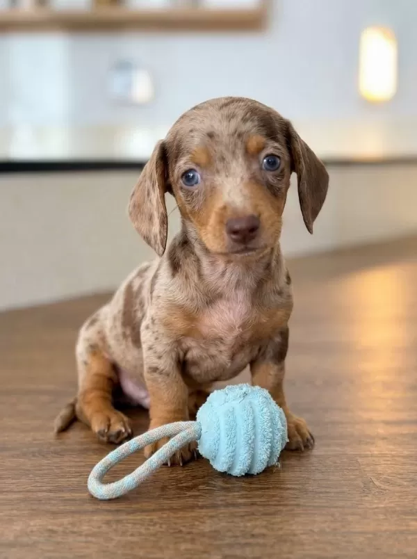 Egzotik Sosis Dachshund Bebekler Merle