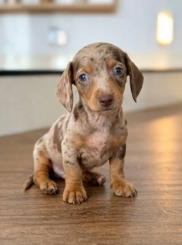 Egzotik Sosis Dachshund Bebekler Merle
