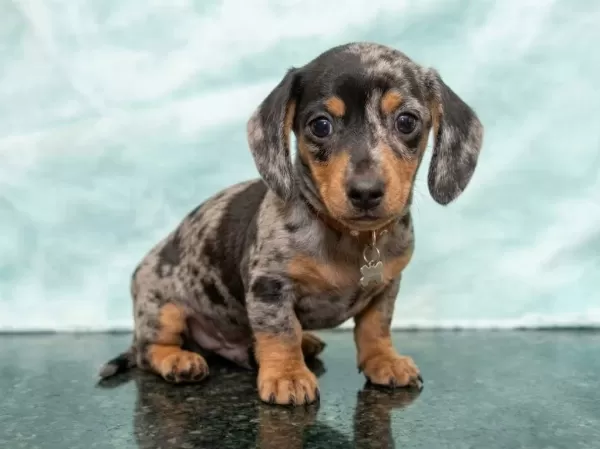 Özel Merle Dachshund Bebeklerimiz A Kalite