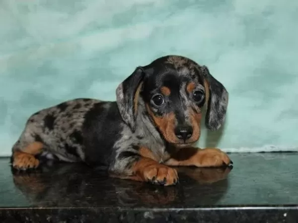 Özel Merle Dachshund Bebeklerimiz A Kalite