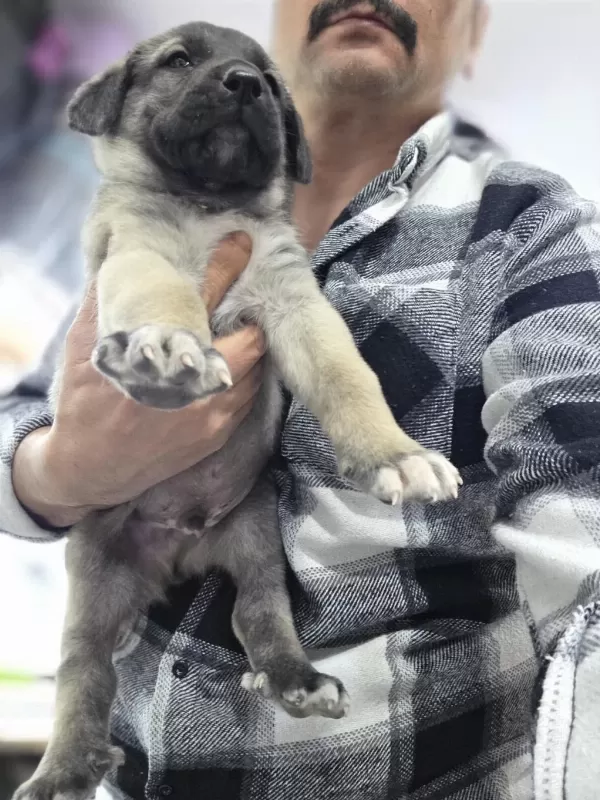 Boz Kangal Yavrusu Erkek Üst Seviye