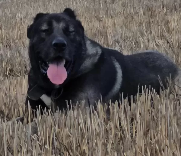 Boz Kangal Yavrusu Erkek Üst Seviye