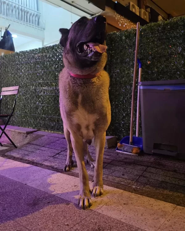 Boz Kangal Yavrusu Erkek Üst Seviye
