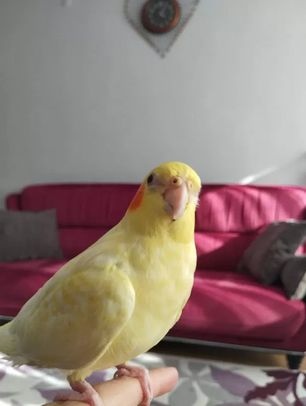 Full Evcil 4 Aylık Sarı Lutino Sultan Papağanı