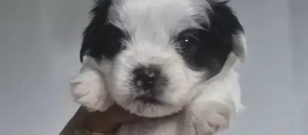 A Kalite Shih Tzu Bebekler