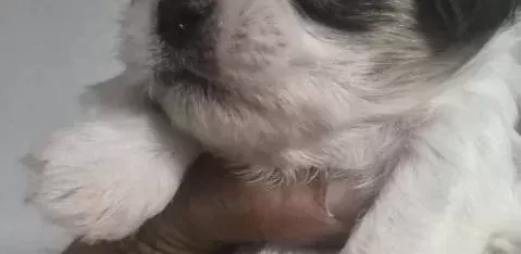 A Kalite Shih Tzu Bebekler