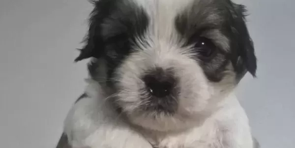 A Kalite Shih Tzu Bebekler