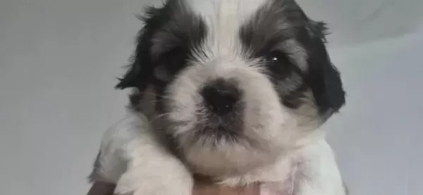 A Kalite Shih Tzu Bebekler
