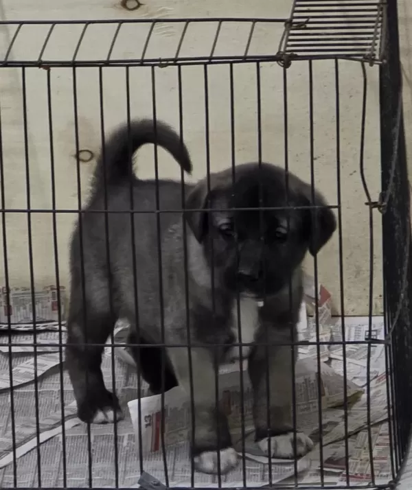 Kara Kangal Yavrusu Kaçirmayin