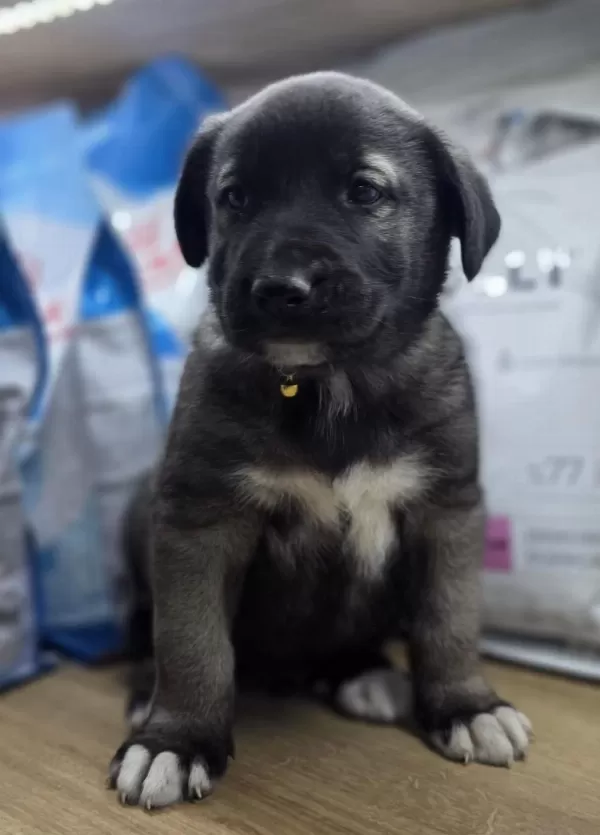 Kara Kangal Yavrusu Kaçirmayin