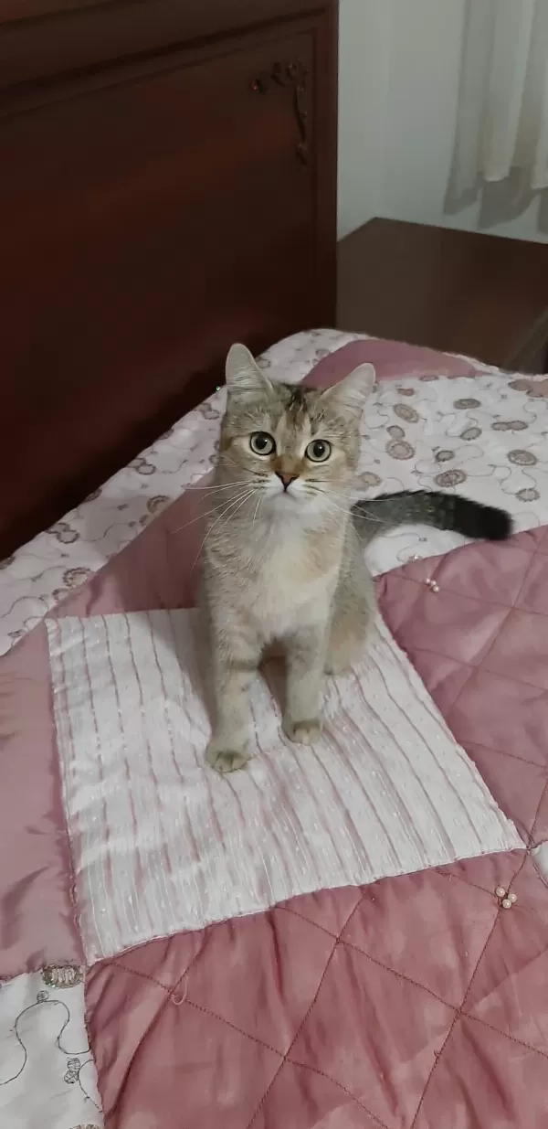British Shorthair Güzel Kızımız
