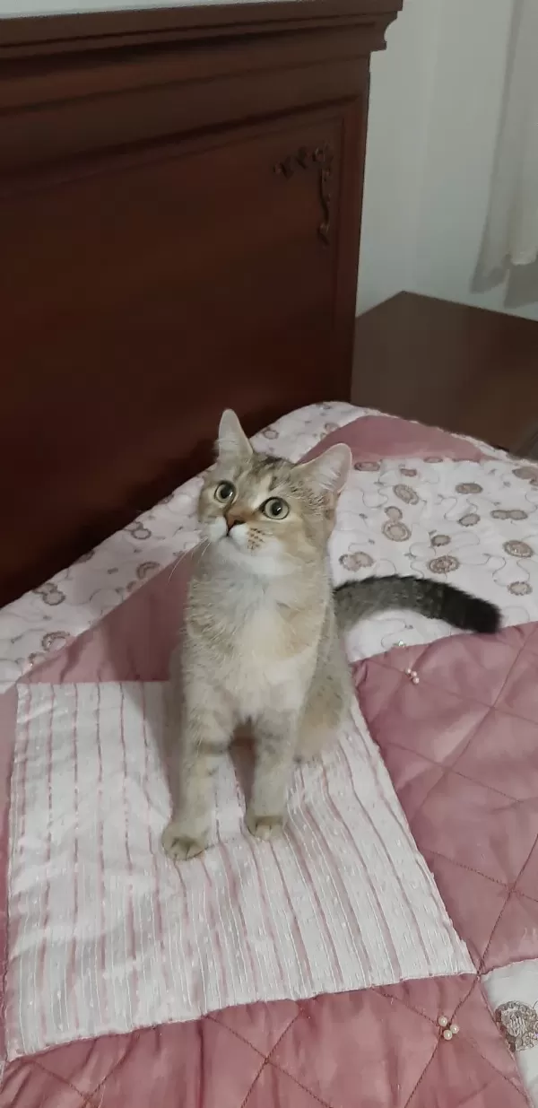 British Shorthair Güzel Kızımız