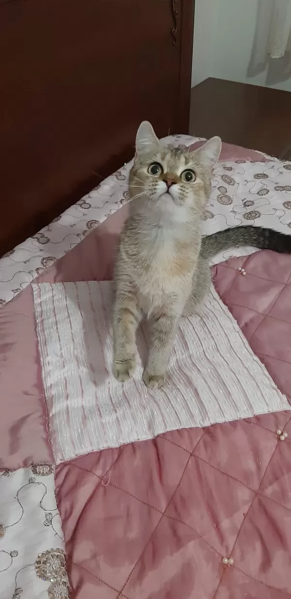 British Shorthair Güzel Kızımız