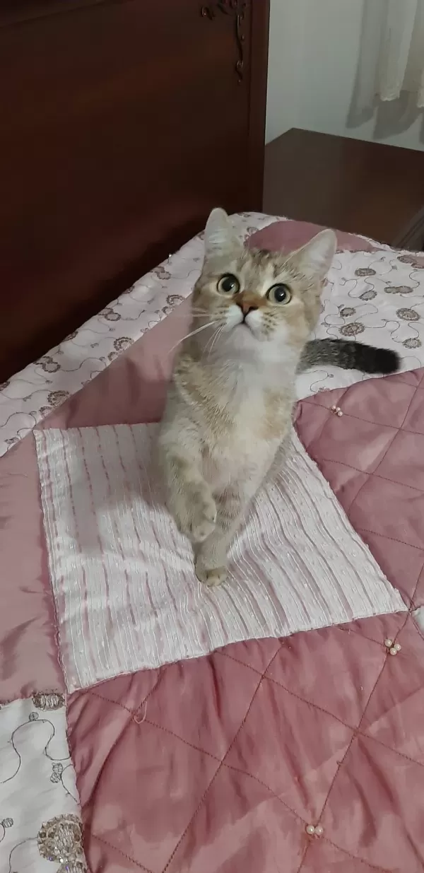 British Shorthair Güzel Kızımız