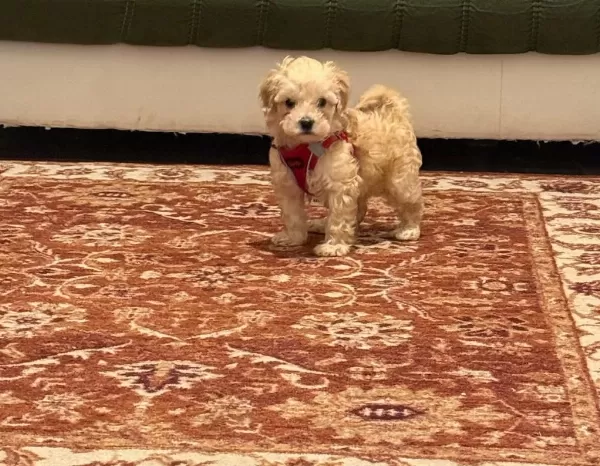Samsun Atakum Maltipoo Yavru