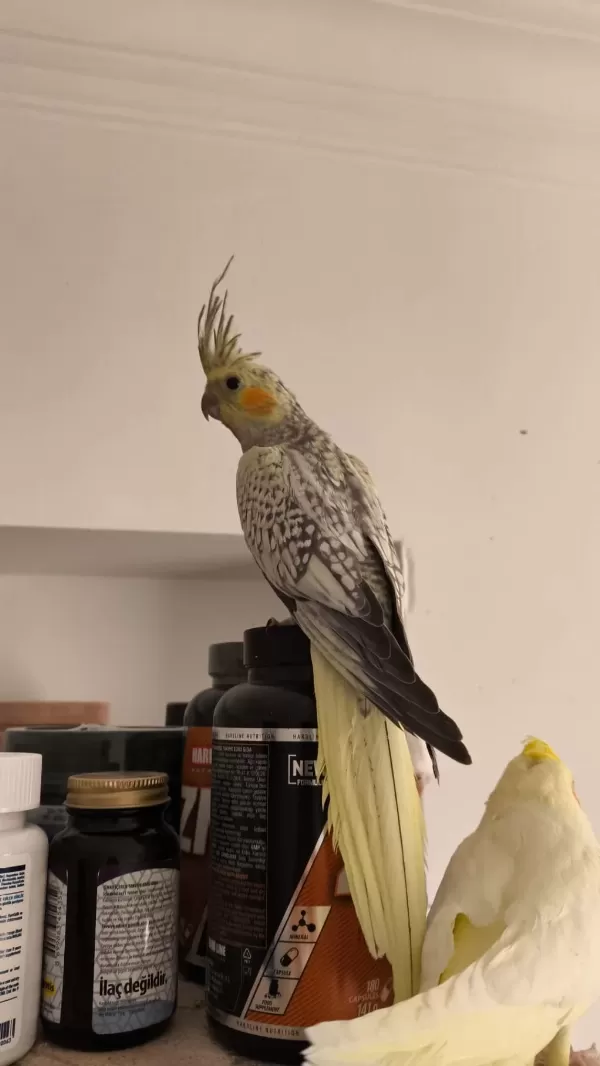 2 Aylık Yavru Sultan Papağanları