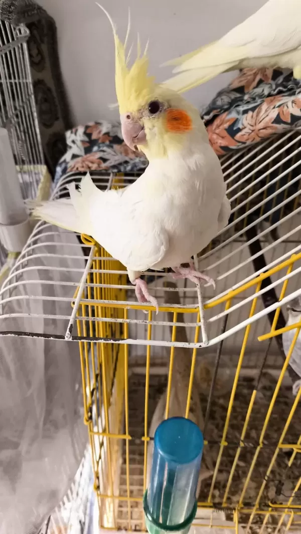 2 Aylık Yavru Sultan Papağanları