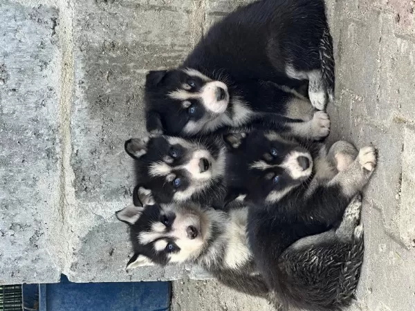 Yeni Doğan Husky Yavrusu