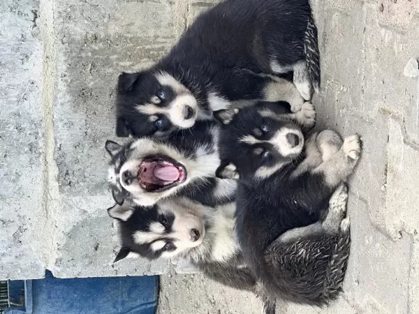 Yeni Doğan Husky Yavrusu