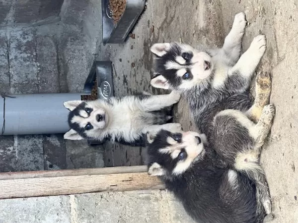 Yeni Doğan Husky Yavrusu