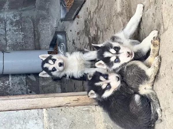 Yeni Doğan Husky Yavrusu