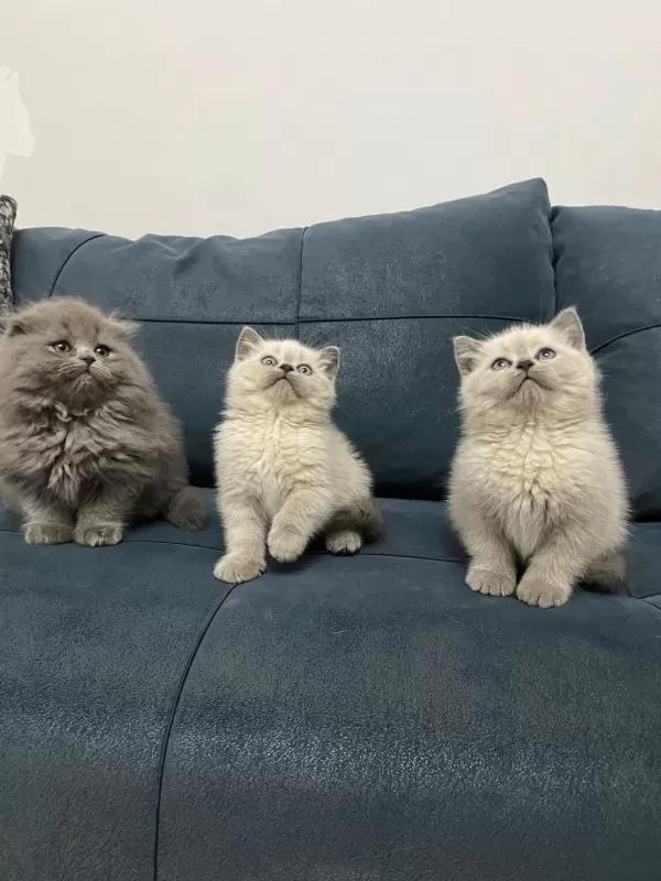 Minik Patiler Büyük Aşk Kediler