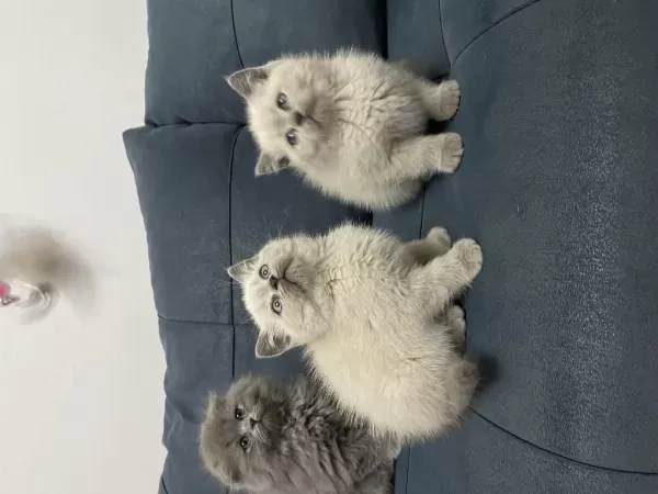 Minik Patiler Büyük Aşk Kediler