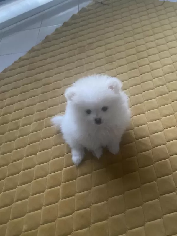 Pomeranian Boo Kar Beyaz 2 Aylık Erkek