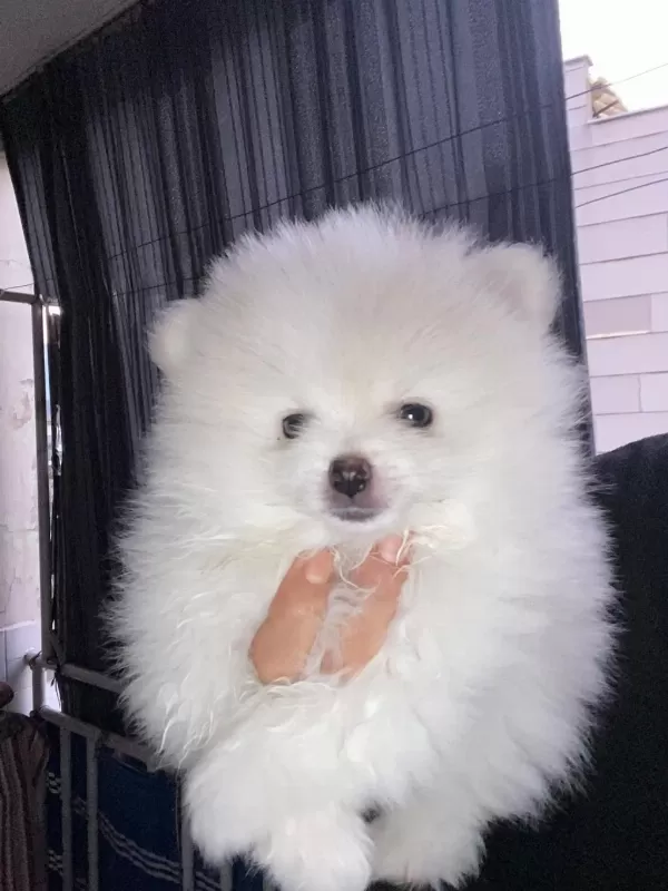 Pomeranian Boo Kar Beyaz 2 Aylık Erkek