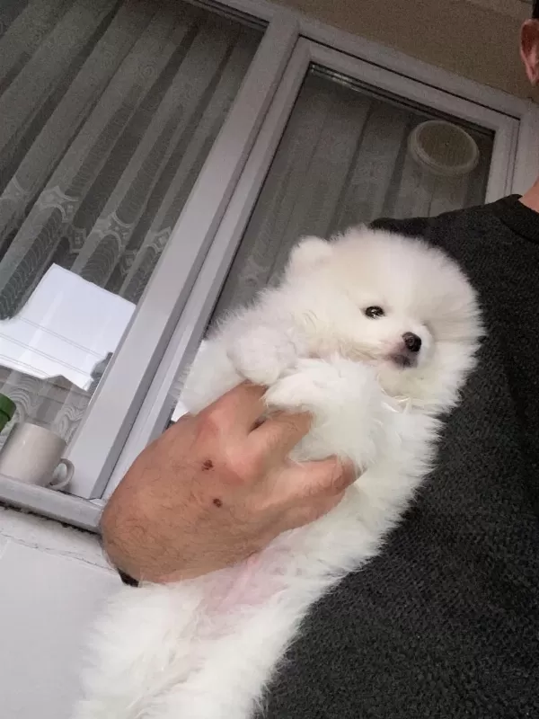 Pomeranian Boo Kar Beyaz 2 Aylık Erkek