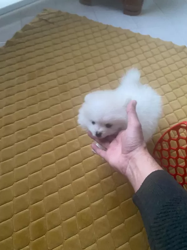 Pomeranian Boo Kar Beyaz 2 Aylık Erkek