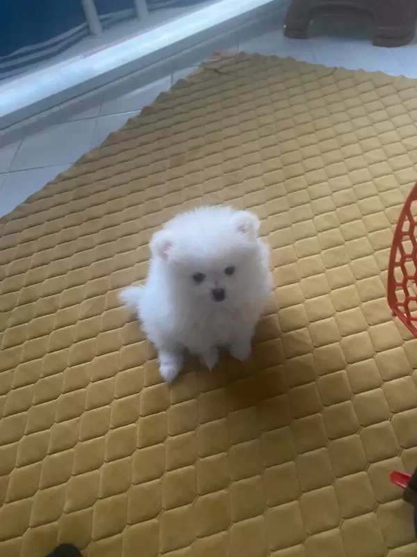Pomeranian Boo Kar Beyaz 2 Aylık Erkek