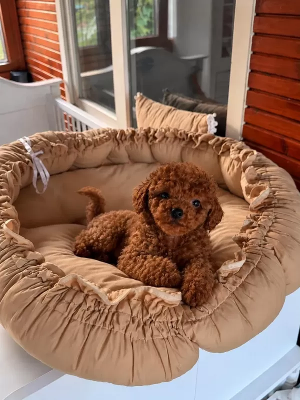 Harika Redbrown Toypoodle