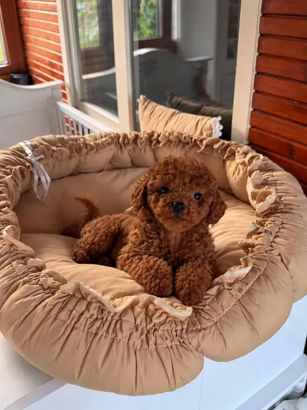 Harika Redbrown Toypoodle