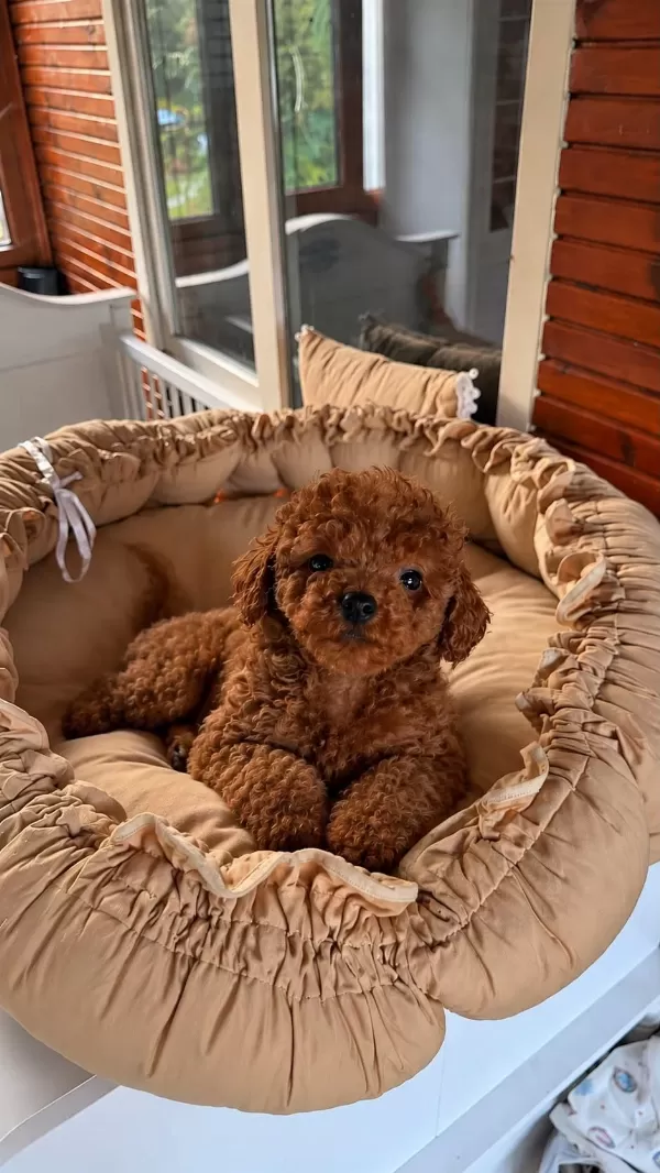 Harika Redbrown Toypoodle