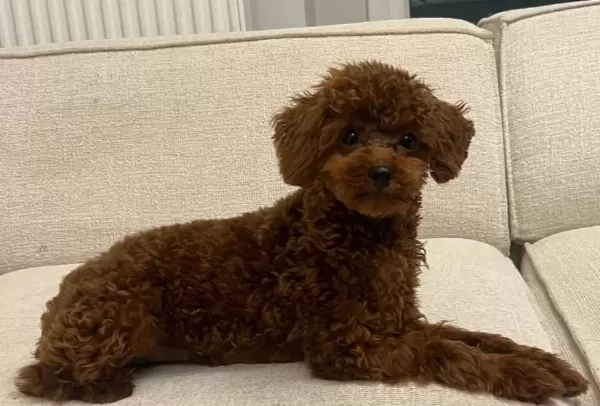 Irk Ve Sağlık Garantili Premium Toy Poodle Yavruları Rez Açk