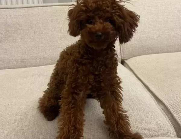 Irk Ve Sağlık Garantili Premium Toy Poodle Yavruları Rez Açk