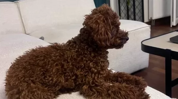 Irk Ve Sağlık Garantili Premium Toy Poodle Yavruları Rez Açk