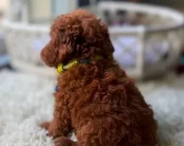 Red Brown Dişi Kore Yavrusu