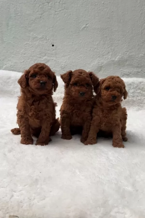 Ruhsatli Poodle Evinden Erkek Dişi Poodle Bebekler