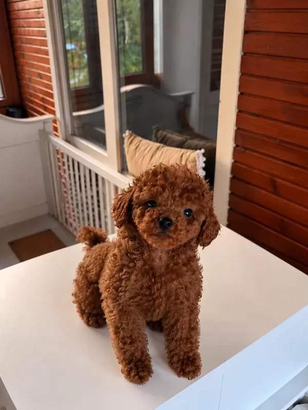 Toypoodle Kore Kan Yavrularımız