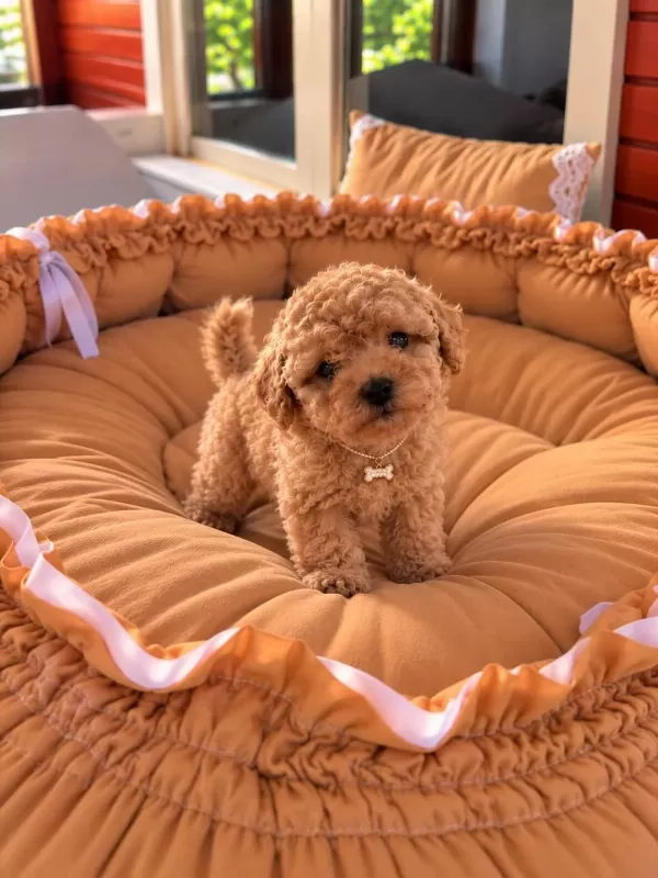 Toypoodle Yavrularımız